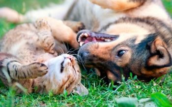 Запрошуємо до участі у ІІ Всеукраїнському конкурсі дитячо-юнацької творчості до Всесвітнього дня тварин Наші друзі 