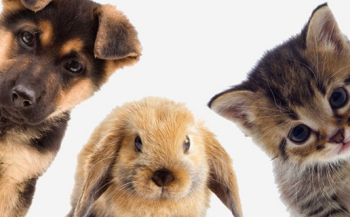 ІІІ Всеукраїнський конкурс дитячо-юнацької творчості до Всесвітнього дня домашніх тварин Мій домашній улюбленець 