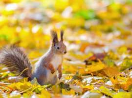 ІV Всеукраїнський конкурс дитячо-юнацької творчості Чарівна осінь 