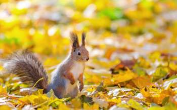 ІV Всеукраїнський конкурс дитячо-юнацької творчості Чарівна осінь  ІV Всеукраїнський конкурс дитячо-юнацької творчості Чарівна осінь