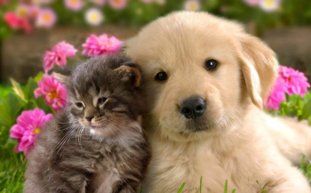 Всеукраїнський дистанційний конкурс дитячої творчості До Всесвітнього дня тварин «Наші друзі»: результати